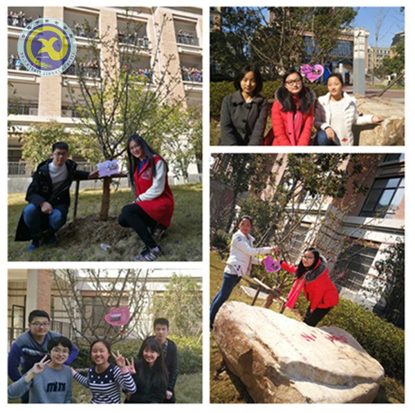 植一片海棠 留年年花香(图3)